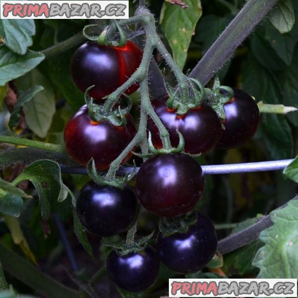 rajce-clackamas-blueberry-semena