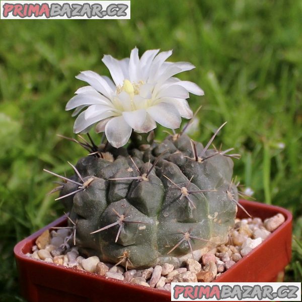 kaktus-gymnocalycium-chubutense-semena