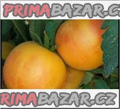 Rajče Wapsipinicon peach - semena Rajče Wapsipinicon peach - semena