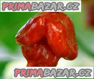 chilli-trinidad-scorpion-red-semena