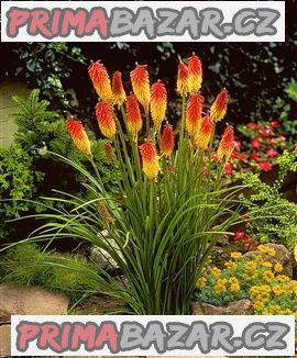 Kniphofia uvaria - semena