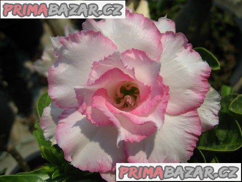 adenium-ploypakay-semena