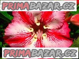 Adenium Romantic - semena