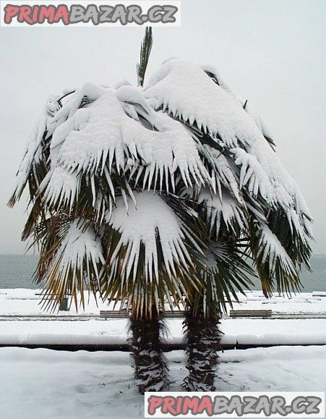 trachycarpus-fortunei-naklicena-semena