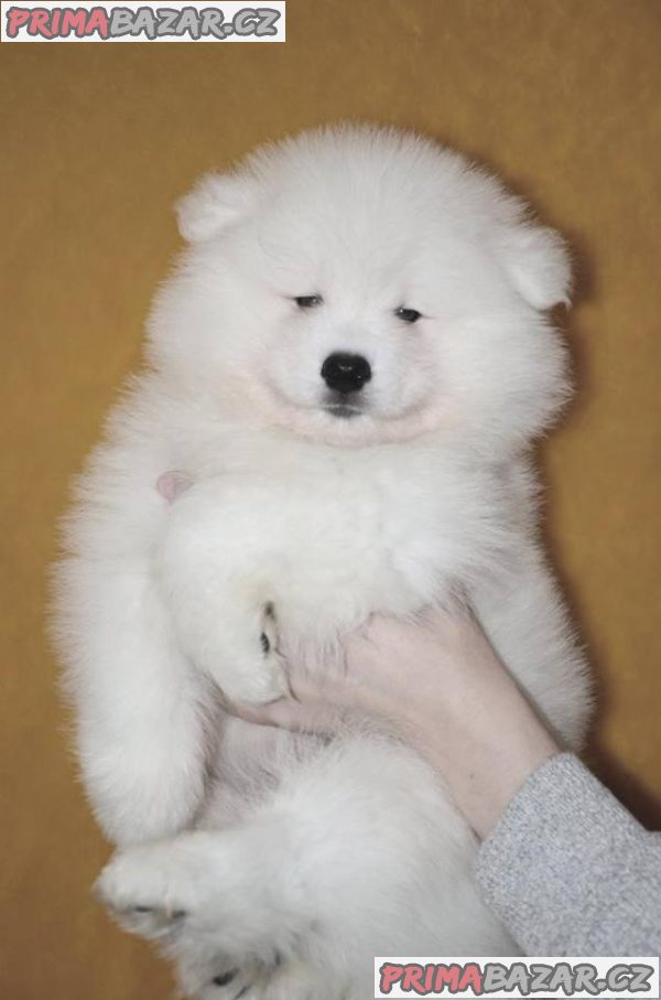 čistokrevné samoyed štěně na prodej