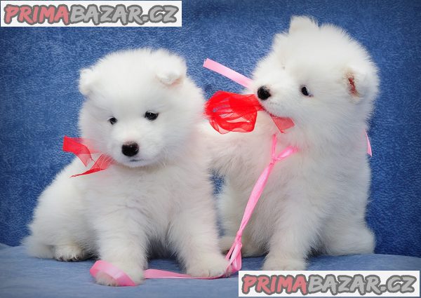 čistokrevné samoyed štěně na prodej