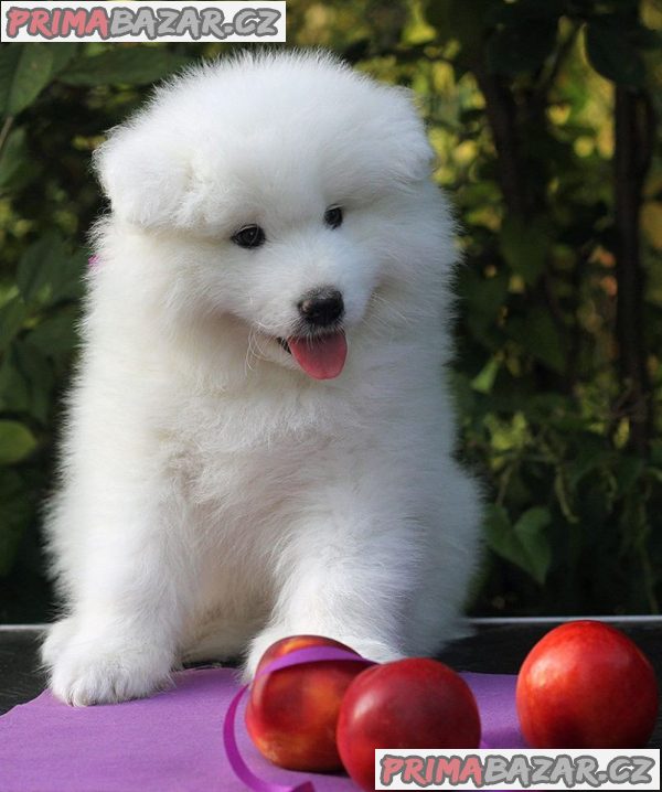 čistokrevné samoyed štěně na prodej