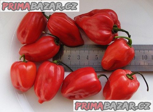 Chilli Habanero Madame Jeanette Red  - semena