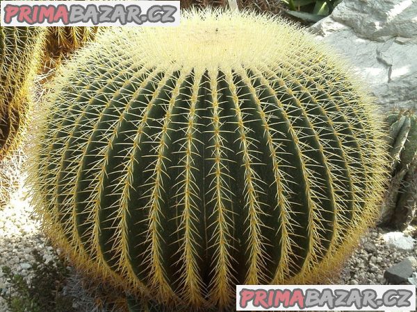 echinocactus-grusonii-semena