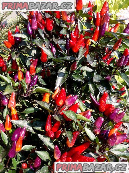 Chilli Explozive Ember - semena