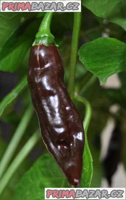 Chilli Fatali Brown - semena