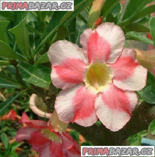 Adenium Obesum Beauty Cloud - semena