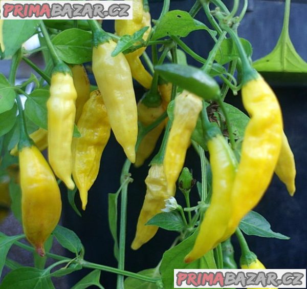 chilli Aji Lemon Dropp - semena