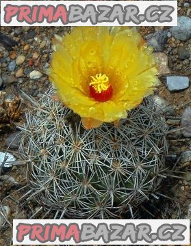 Coryphantha echinus - semena