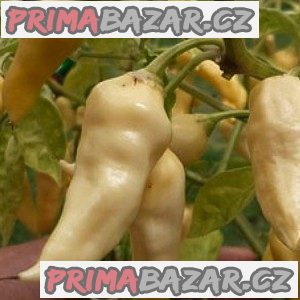 Chilli Devil_s tongue White - semena