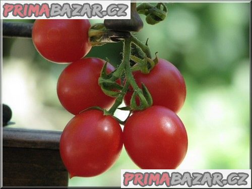 rajče Grappoli D´Inverno - semena