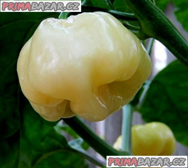 Chilli 7 Pod White - semena