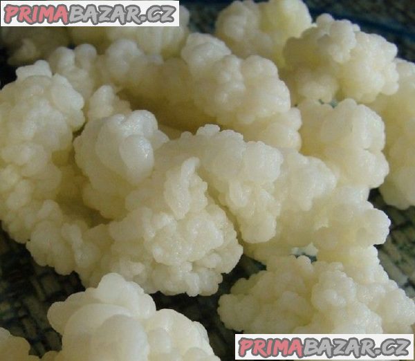 tibetska-houba-mlecny-kefir