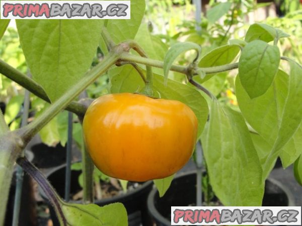 chilli-rocoto-orange-semena