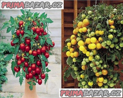 rajce-tumbling-tom-yellow-red-semena