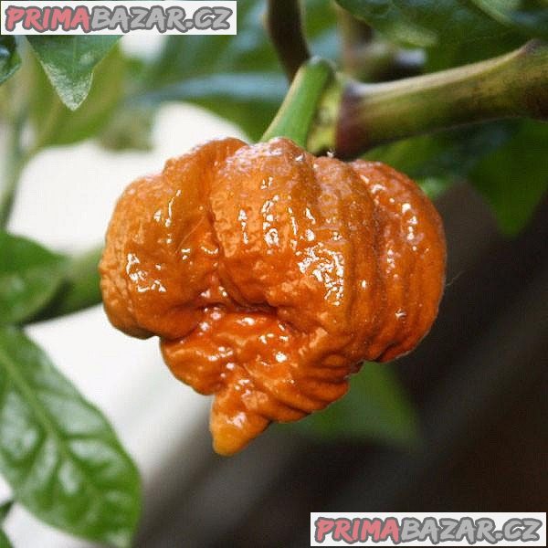 Chilli Trinidad Moruga Scorpion Caramel - semena