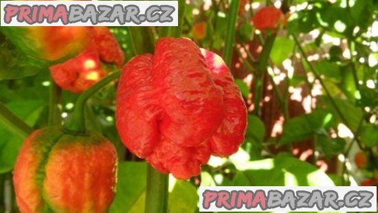 Chilli Trinidad Moruga Scorpion Red