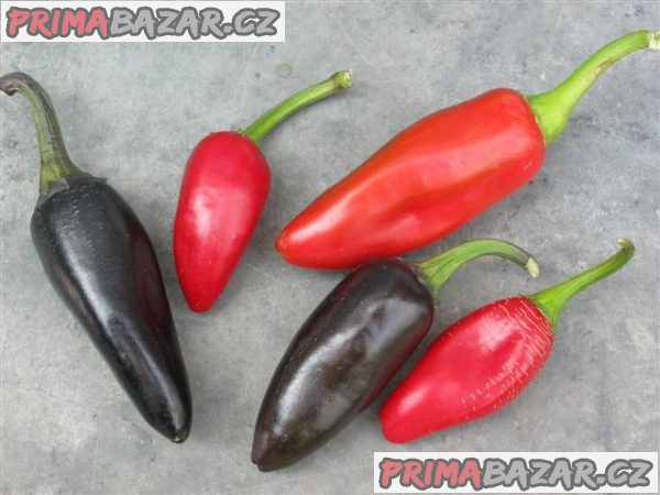 chilli Jalapeňo Purple - semena