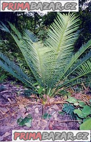 Cycas siamensis dwarf form - semena