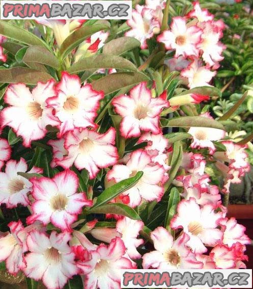 adenium-obesum-uranian-semena