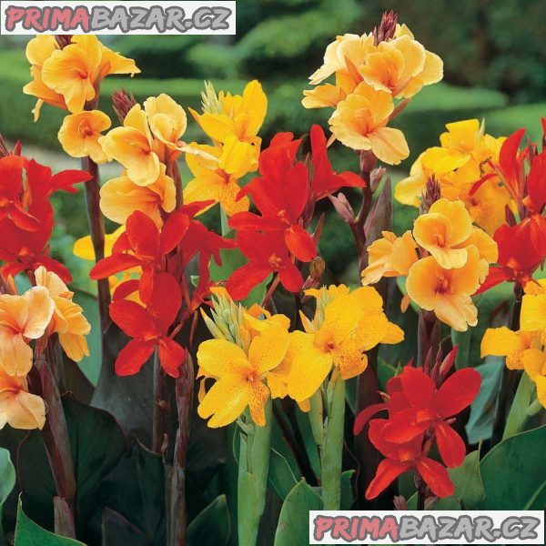 Canna indica - semena