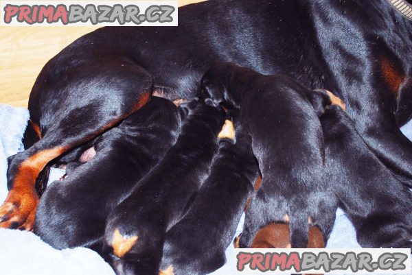 Dobrman štěňata z CHS Halit Paša s PP vrh D prodám Dobrman štěňata z CHS Halit Paša s PP vrh D prodám