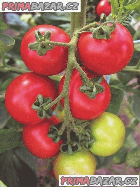 rajce-torino-f1-semena