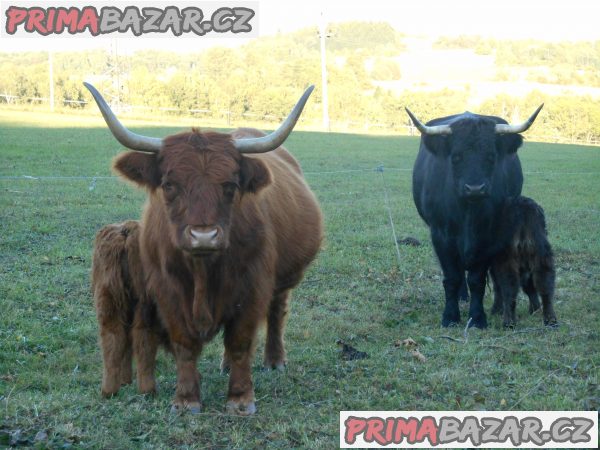 Prodám krávu masné plemeno, Prodám krávu masné plemeno,