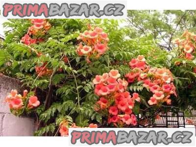 Campsis Radicans - semena