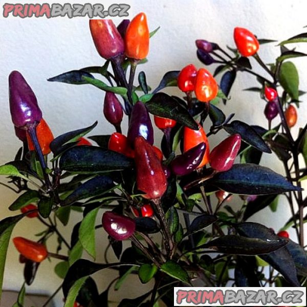 Chilli Explosive Ember - semena