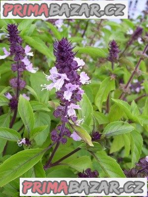 Basil Cinnamon „bazalka skořicová“ - semena