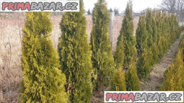 prodam-krasnou-vzrostlou-zdravou-thuji-smaragd-zivy-plot-120-130cm-mam-i-190-200cm-cena-790kus-tuje-je-okrasna-drevina-bezudrzbova-rychle-rostouci-az-