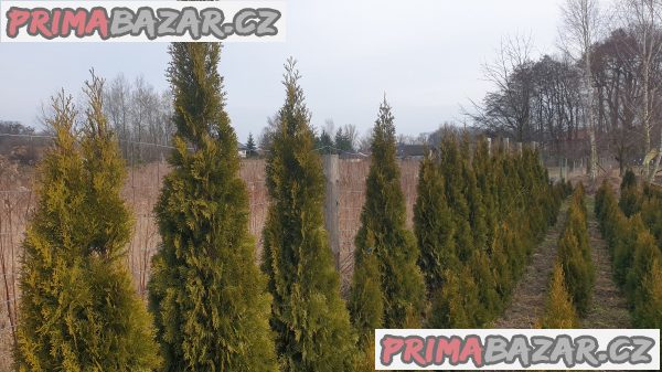 prodám krásnou vzrostlou zdravou thuji smaragd živý plot 120-130cm mám i 190-200cm cena:790kus tuje je okrasná dřevina bezůdržbová rychle rostoucí až 40cm za rok thuje je bohatě větvená od kořene krásně zelená barva po celý rok ,kuže prodám krásnou vzrostlou zdravou thuji smaragd živý plot 120-130cm mám i 190-200cm cena:790kus tuje je okrasná dřevina bezůdržbová rychle rostoucí až 40cm za rok thuje je bohatě větvená od kořene krásně zelená barva po celý rok ,kuže