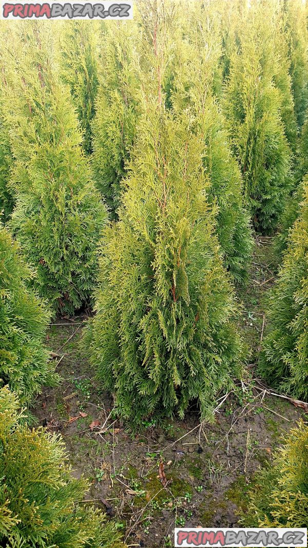 prodám krásnou vzrostlou zdravou thuji smaragd živý plot 120-130cm mám i 190-200cm cena:790kus  tuje je okrasná dřevina bezůdržbová rychle rostoucí až 40cm za rok thuje je bohatě větvená od kořene krásně zelená barva po celý rok ,kuže