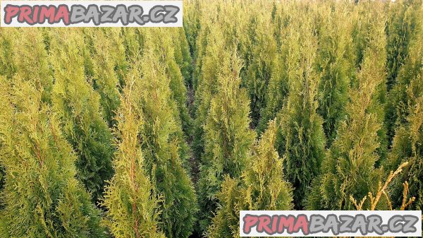 prodám krásnou vzrostlou zdravou thuji smaragd živý plot 120-130cm mám i 190-200cm cena:790kus tuje je okrasná dřevina bezůdržbová rychle rostoucí až 40cm za rok thuje je bohatě větvená od kořene krásně zelená barva po celý rok ,kuže prodám krásnou vzrostlou zdravou thuji smaragd živý plot 120-130cm mám i 190-200cm cena:790kus tuje je okrasná dřevina bezůdržbová rychle rostoucí až 40cm za rok thuje je bohatě větvená od kořene krásně zelená barva po celý rok ,kuže