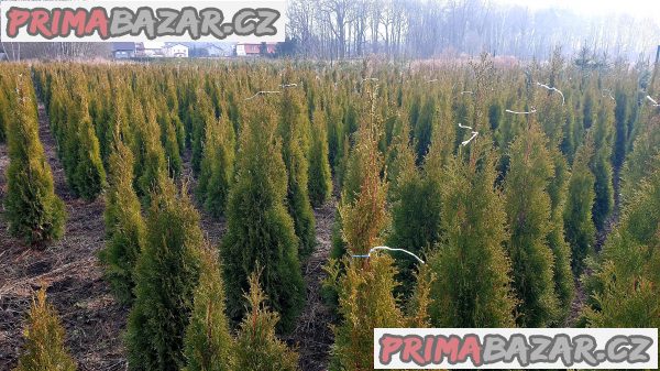 prodám krásnou vzrostlou zdravou thuji smaragd živý plot 120-130cm mám i 190-200cm cena:790kus tuje je okrasná dřevina bezůdržbová rychle rostoucí až 40cm za rok thuje je bohatě větvená od kořene krásně zelená barva po celý rok ,kuže prodám krásnou vzrostlou zdravou thuji smaragd živý plot 120-130cm mám i 190-200cm cena:790kus tuje je okrasná dřevina bezůdržbová rychle rostoucí až 40cm za rok thuje je bohatě větvená od kořene krásně zelená barva po celý rok ,kuže