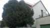Nabízím pronájem bez realitky a kauce - Plzeň