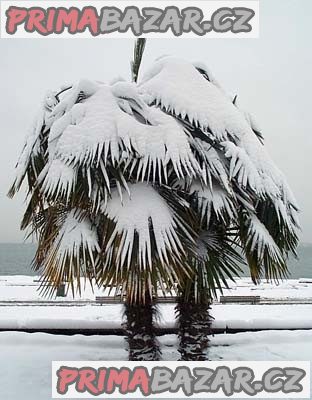 Palma trachycarpus fortunei - naklíčená semena