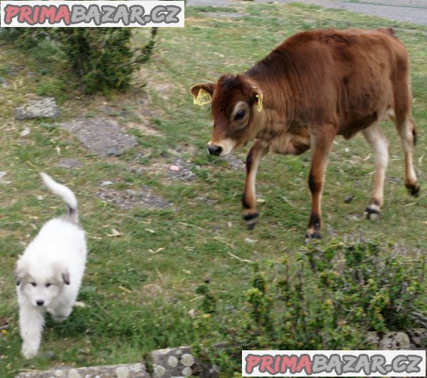Pyrenejský horský pes chlupáči