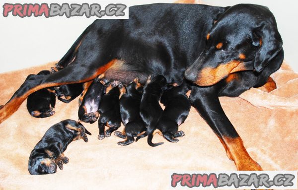 Dobrman štěňata z CHS Halit Paša s PP prodám Dobrman štěňata z CHS Halit Paša s PP prodám