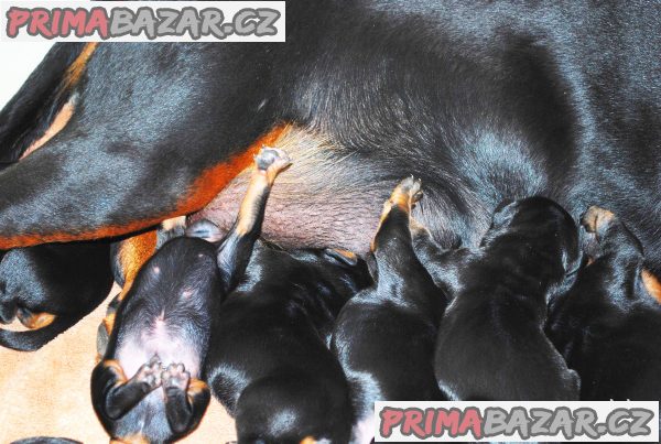Dobrman štěňata z CHS Halit Paša s PP prodám Dobrman štěňata z CHS Halit Paša s PP prodám