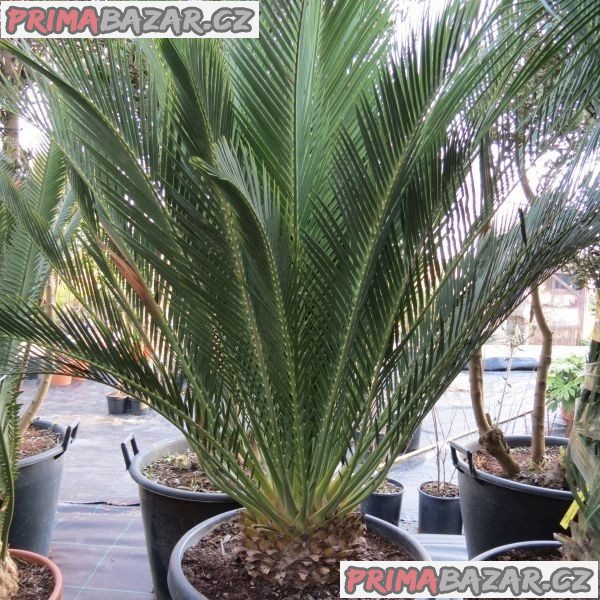 Cycas Macrozamia Communis - naklíčená semena