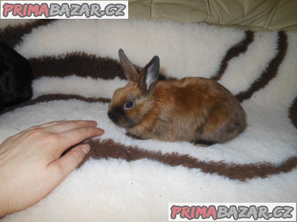 Zakrslí králíčci Zakrslí králíčci