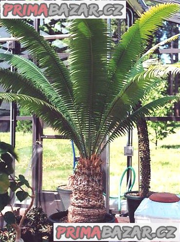 Cycas dioon spinulosum - naklíčená semena