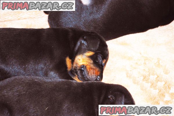 Dobrman štěňata z CHS Halit Paša s PP Dobrman štěňata z CHS Halit Paša s PP